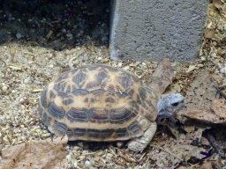 Tiergarten Schönbrunn am 24.02.2026